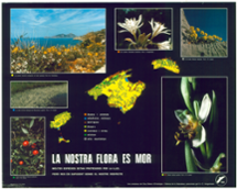 <strong>Cartell flora. Any 1985</strong>